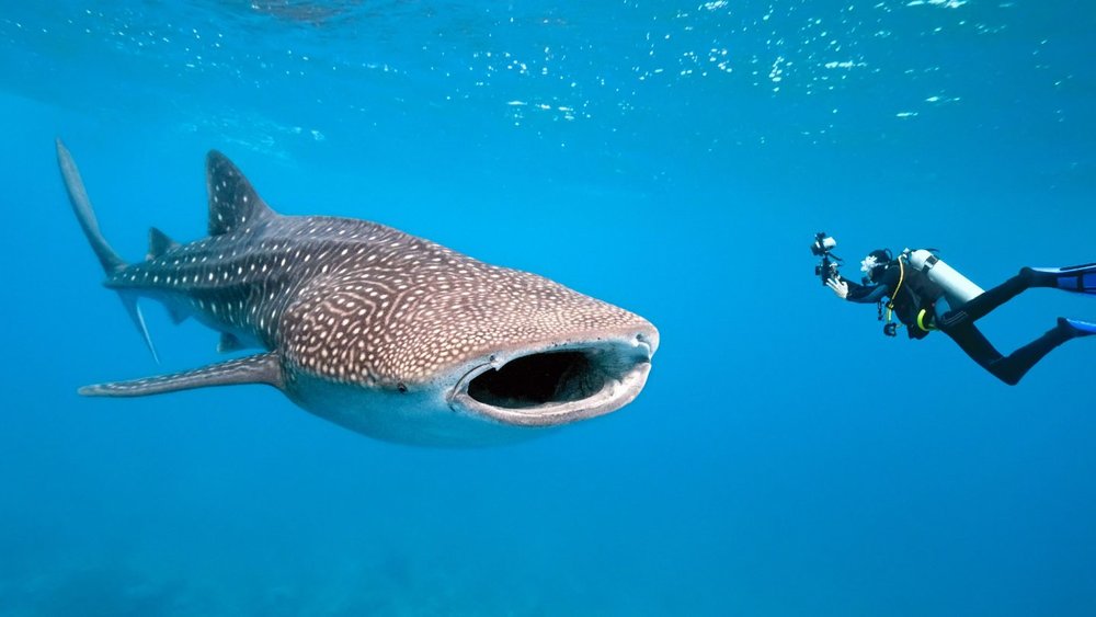 Nado con Tiburón Ballena